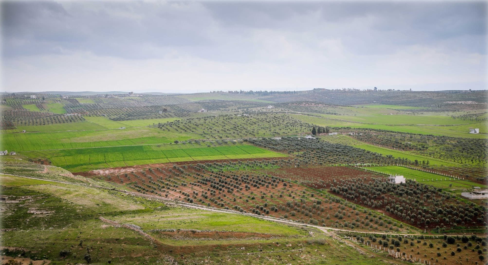 The Hauran plain: green fields and olive groves stretching to the horizon